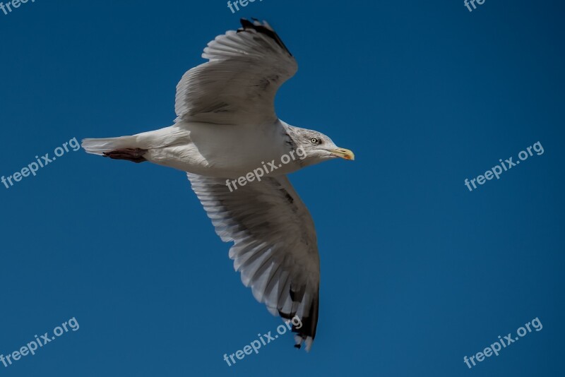 Seagull Bird Water Birds Water Bird