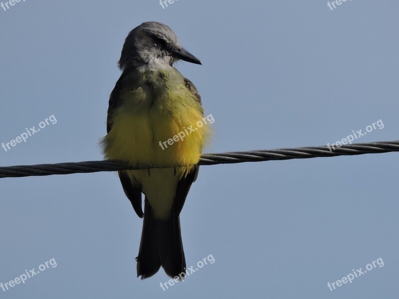 Bird Ave Canary Sky Wings