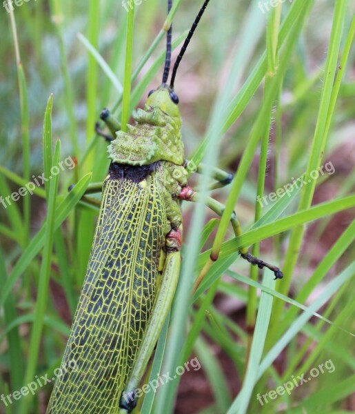 Grasshopper Insect Bug Locust Nature