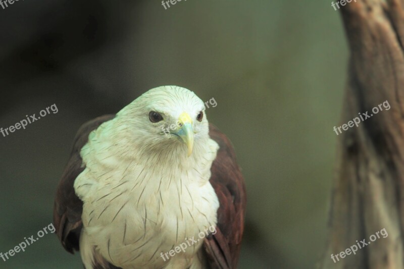 White Eagle White Eagle Zoo Aves