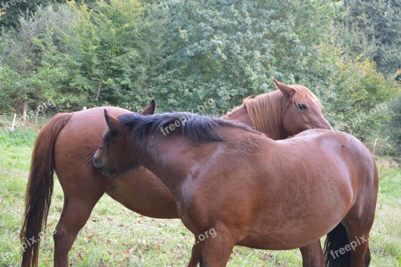 Horses Brown Horses Scratch Complicity Tenderness