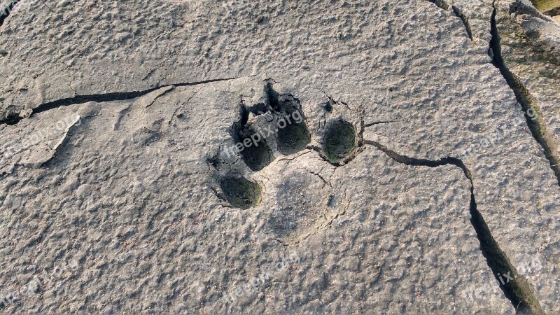 Animal Footprint Dog Footprint Clay Footprint Of Dog