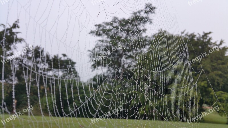 Cobweb Web Drops Water Wet