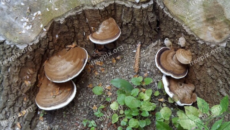 Nature Forest Tree Mushrooms Parasitic