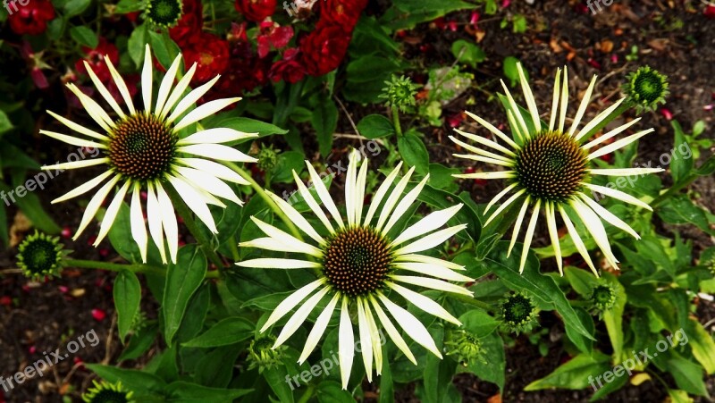 Plants Flowers Garden Echinacea A Garden Plant