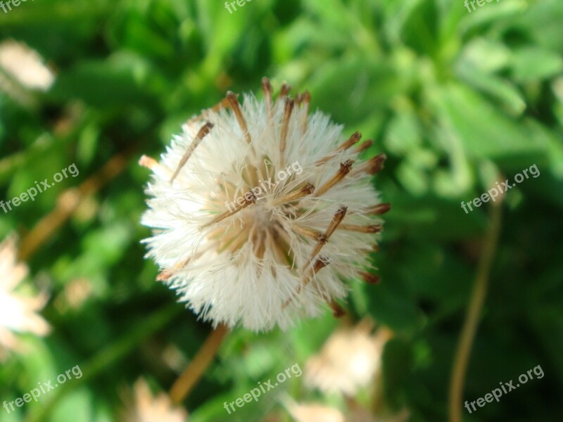 Seed Dandelion Macro Free Photos