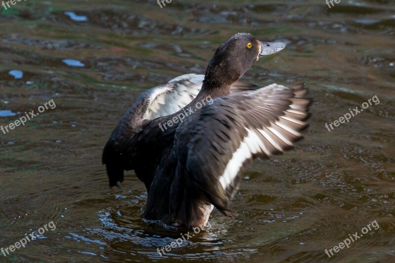 Duck Water Wing Lake Pond