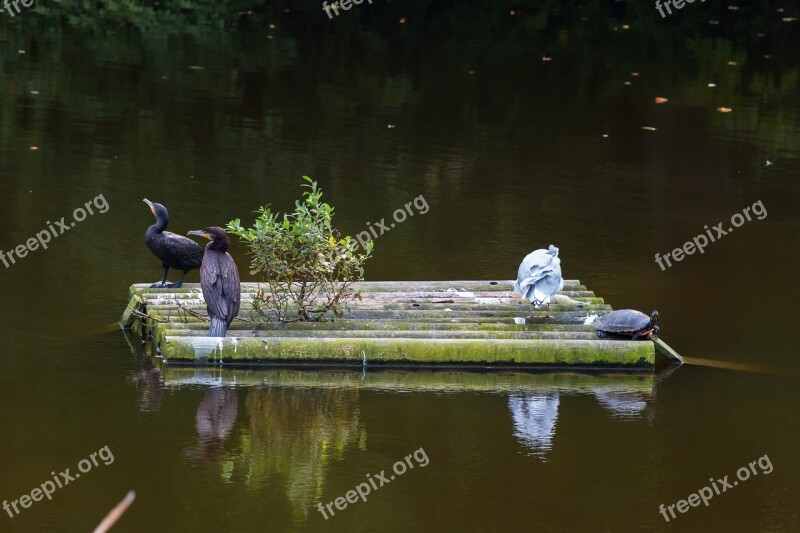 Animals Lake Turtle Cormorant Seagull