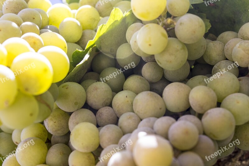 Grapes Cluster Wine Fruit Vine