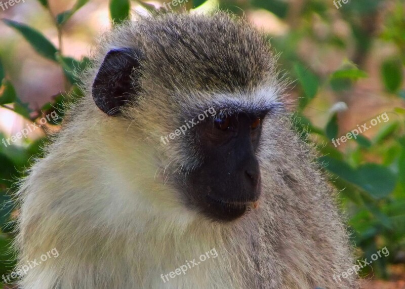 Vervet Monkey Ape Animal Free Photos