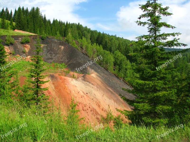 Forest Nature Landscape Trees Summer