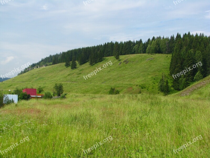 Forest Nature Landscape Trees Summer