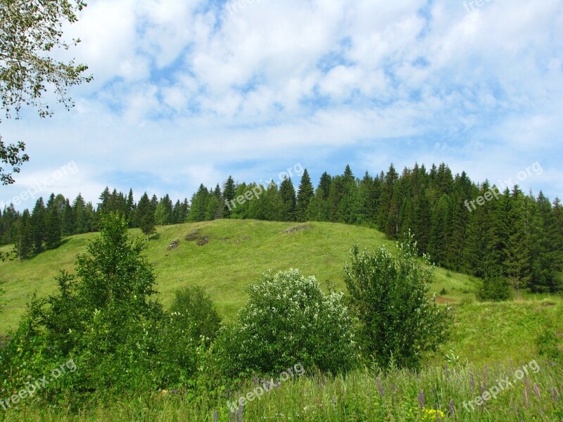 Forest Nature Landscape Trees Summer