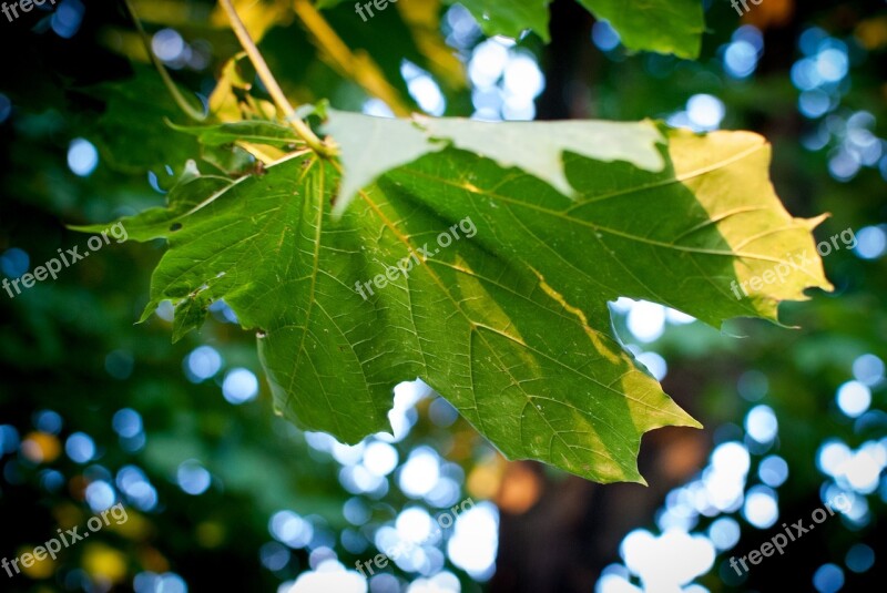 Clone Leaf Nature Autumn Foliage