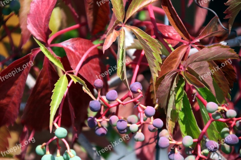 Autumn Foliage Poland Grapes Vines