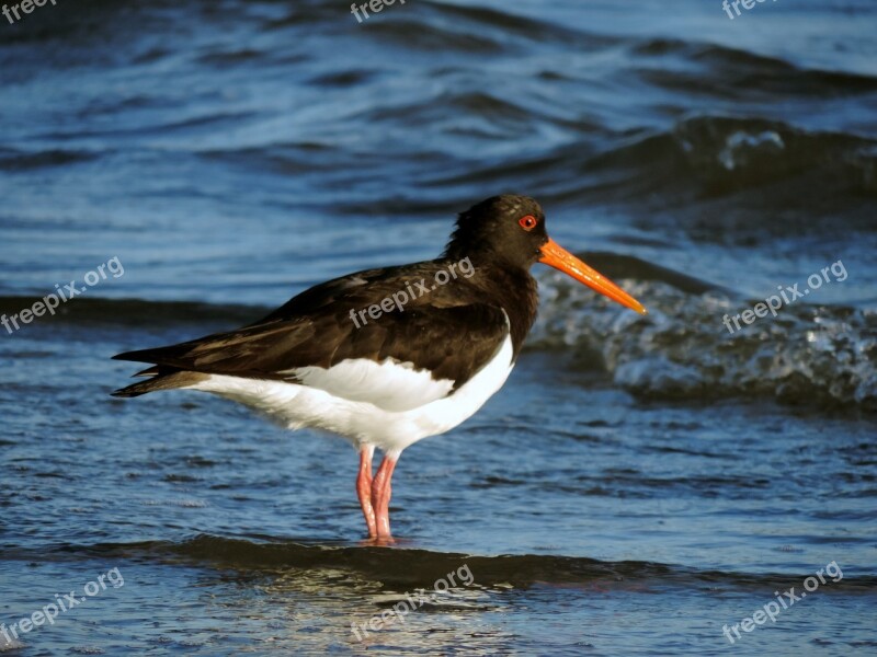 Oystercatcher Watt Bird Sea Birds Water Bird Wadden Sea