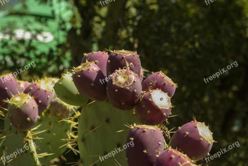 Fruit Cactus Prickly Pear Cactus Greenhouse Red