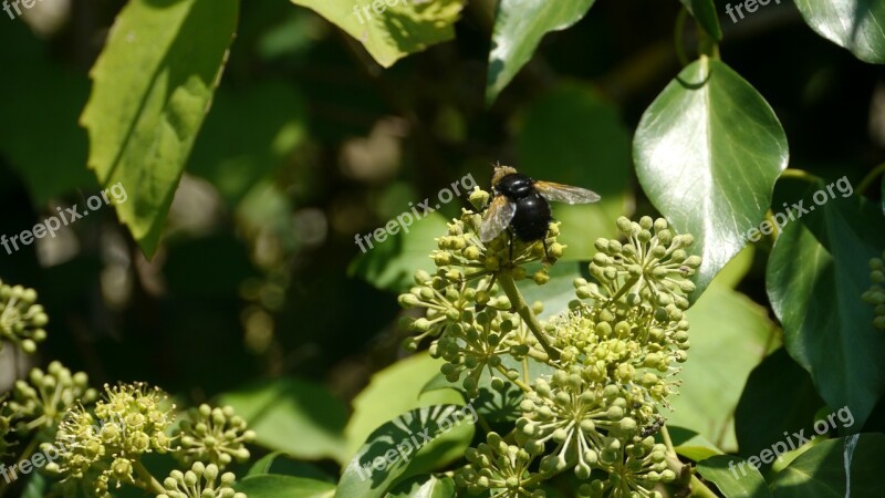 Bourdon Garden Forage Insect Free Photos