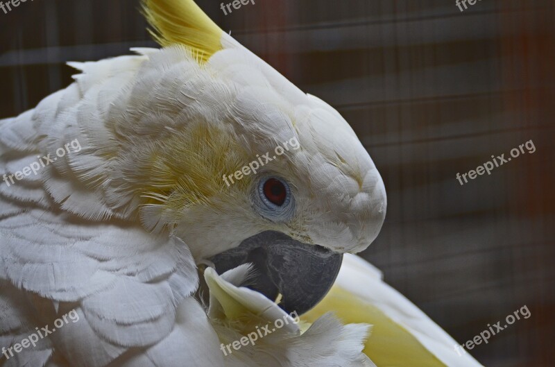 Parrot Colorful Weis Yellow Cage