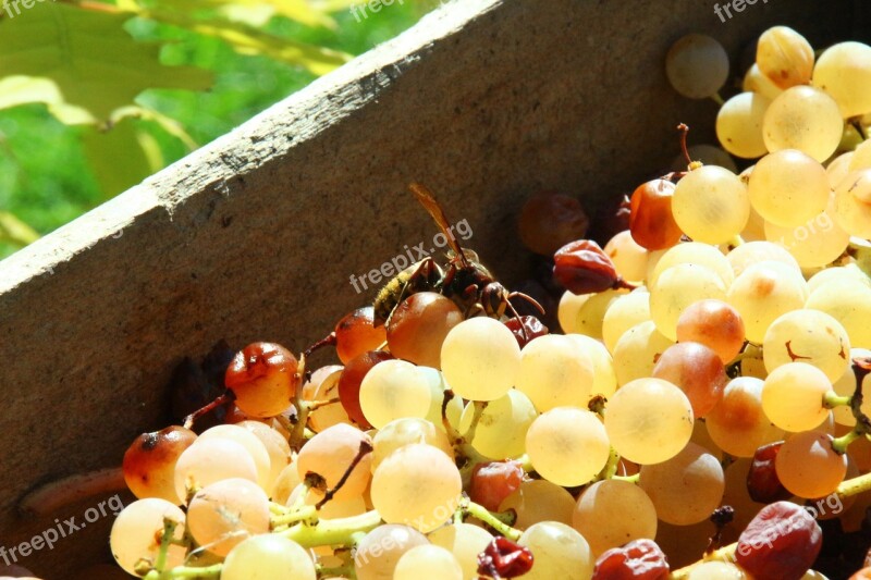 Vintage Grapes Autumn Wooden Box Vinification