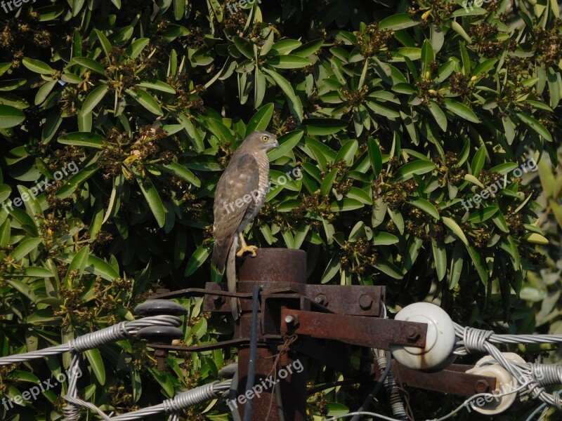 Birds Nature Eagle Summer Free Photos