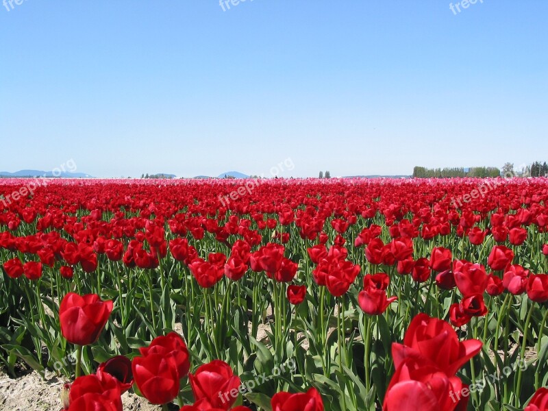 Tulips Field Seattle Flower Red