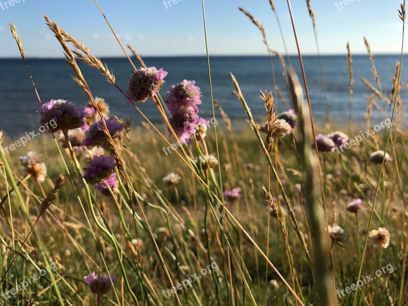 Meadows Sea Flowers Summer Coastal