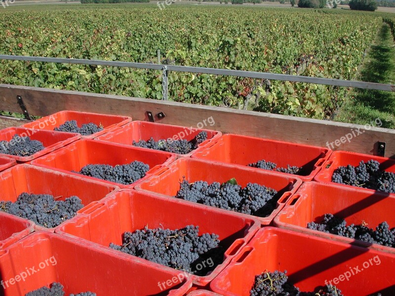 Grape Harvest Trailer Vineyard Free Photos