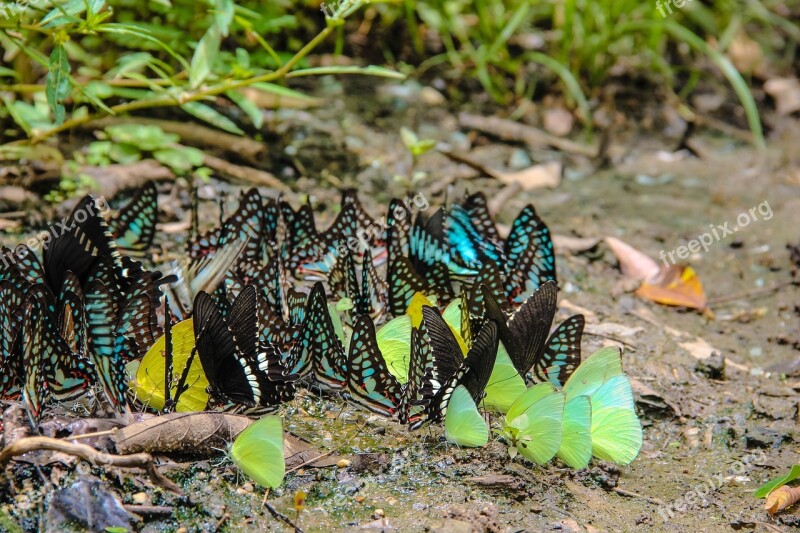 Insects Butterfly Nature The Forests Free Photos