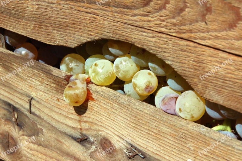 Vintage Grapes Autumn Wooden Box Vinification