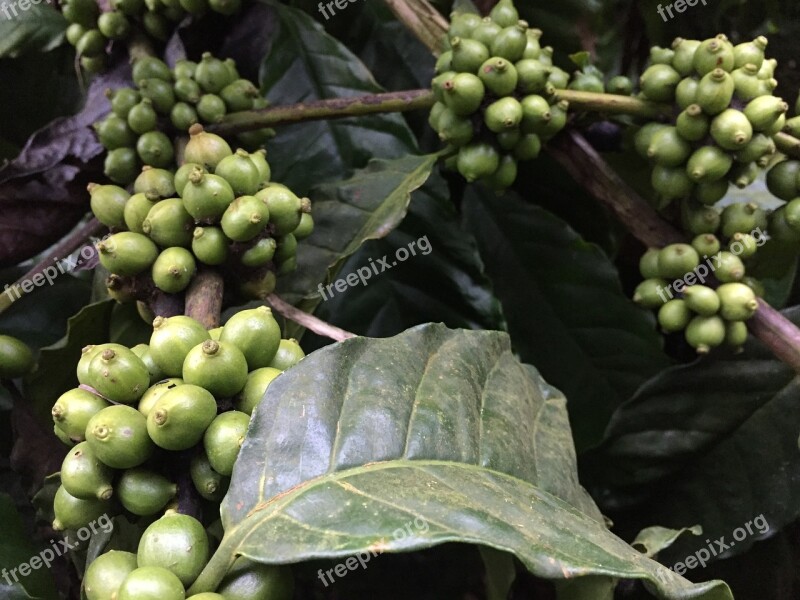 Coffee Beans Plant Coffee Drink Caffeine