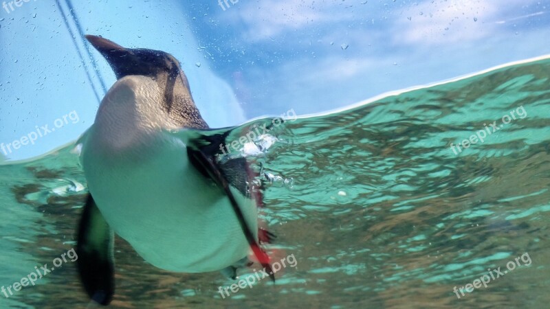 Penguin Aquarium Cute Dalian Tiger Beach