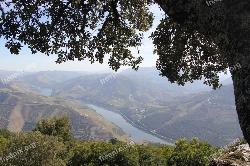 Flowers Mountains Douro River Wine