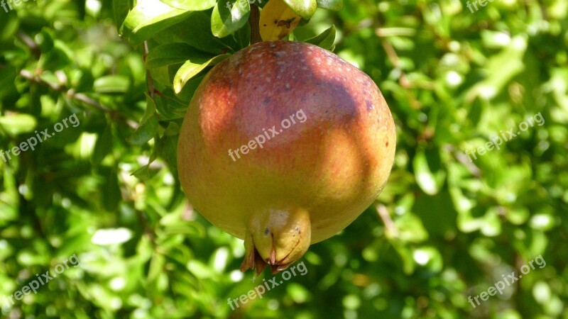 Granada Fruit Autumn Granado Magrana