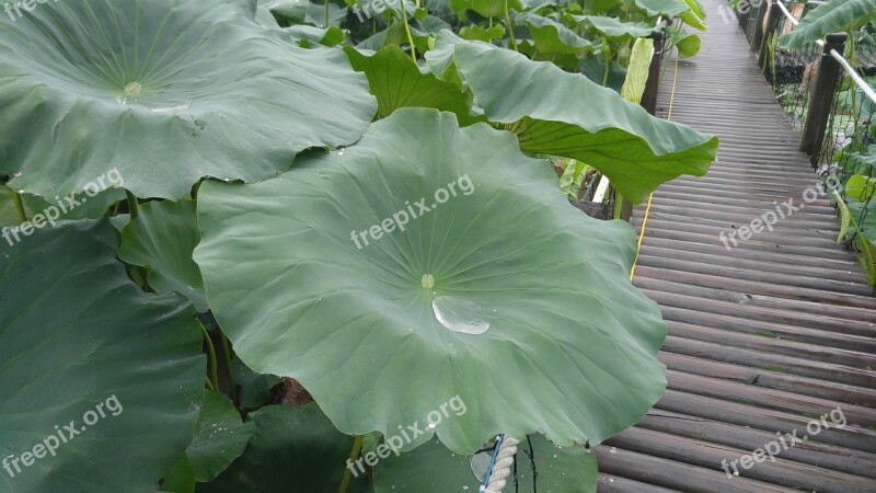 Lotus Leaf Trickle Plants Nature Leaf