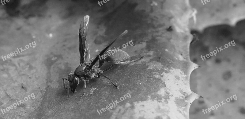 Black And White Wasp Insect Macro Armenia