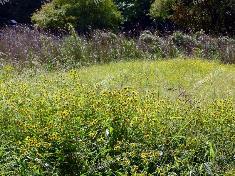 Tickseed Bidens Aristosa Bidens Aristosa Sunflower