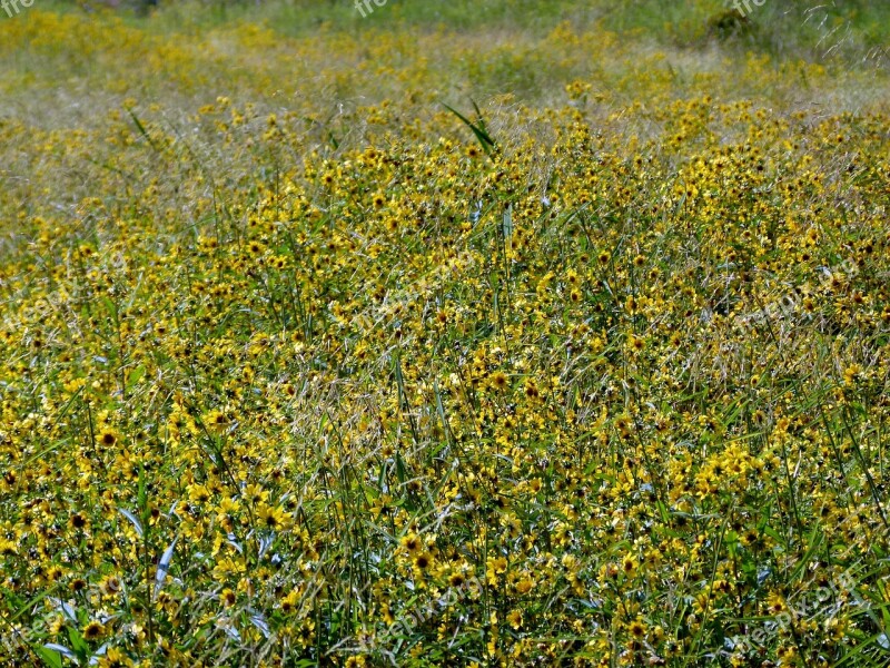 Meadow Yellow Flowers Sunflower Tickseed Bidens