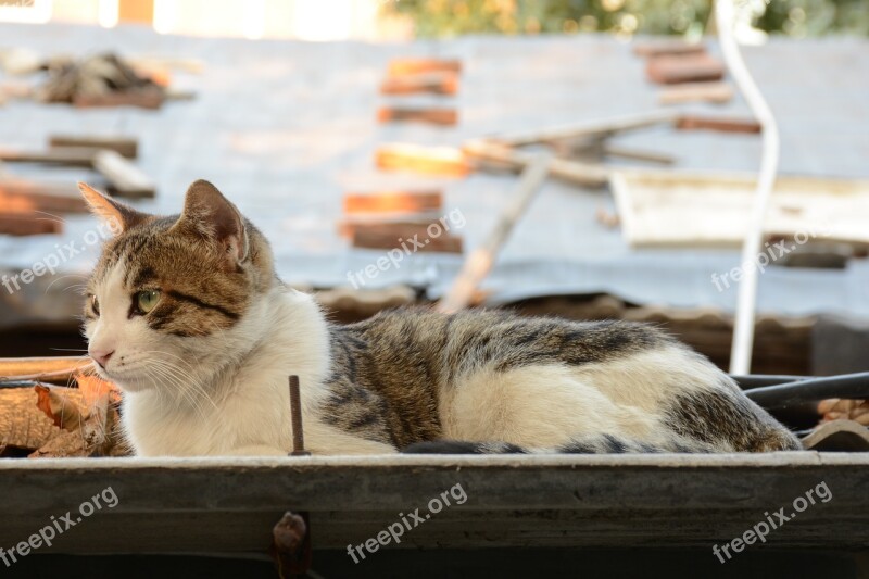 Cat Tabby Cat Fat Cat Roof Eaves