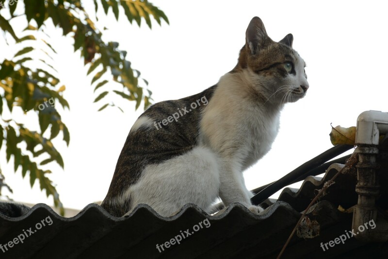 Cat Tabby Cat Fat Cat Roof Eaves