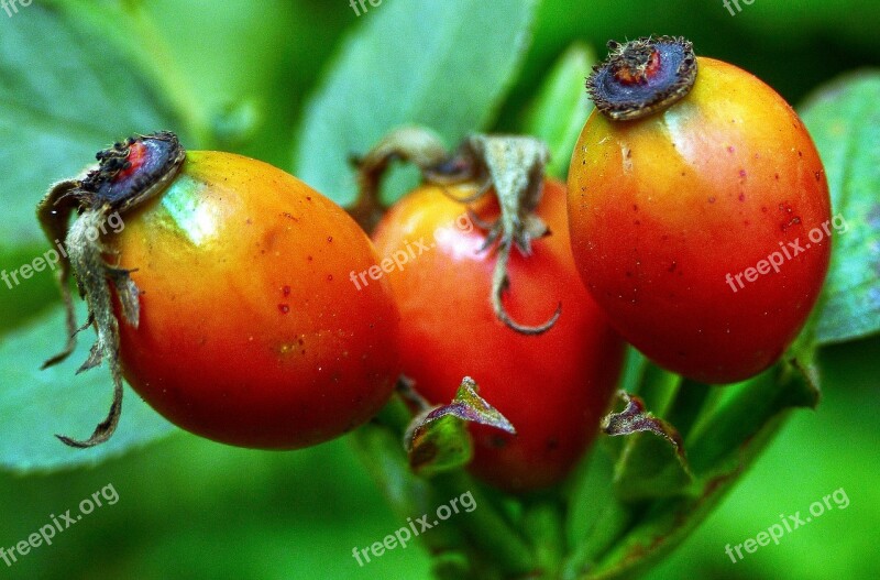 Rose Hip Hiffen Rose Apples Haegen Heép