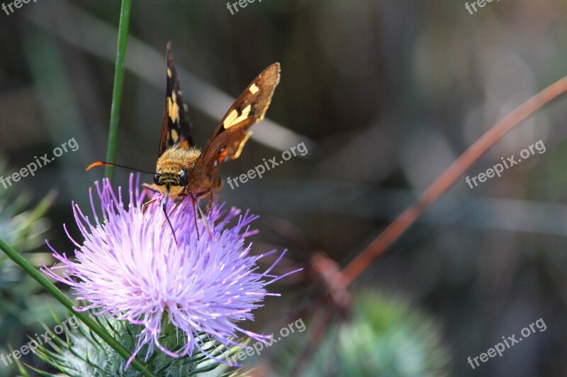 Moth Butterfly Thistle Flower Purple