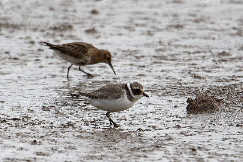 Ringed-plover Seabird Mud Wader Free Photos