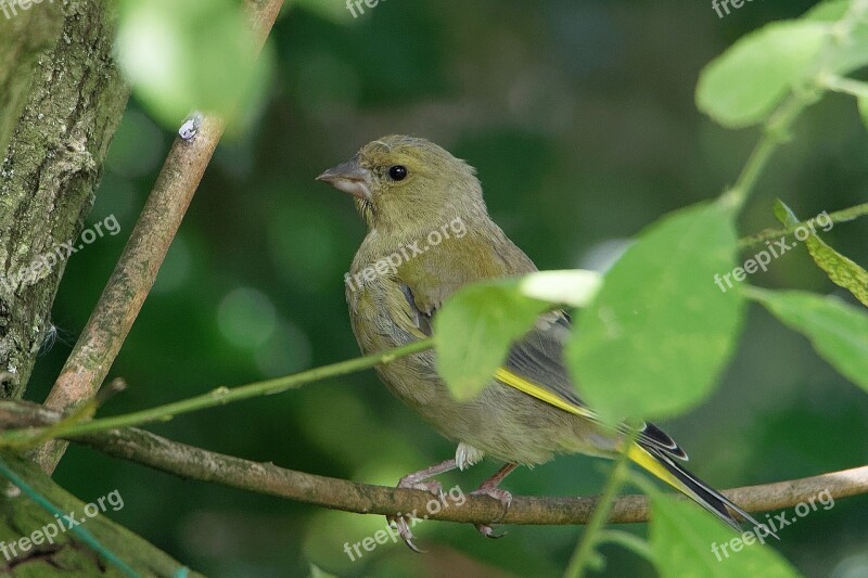 Greenfinch Bird Birdlife Free Photos