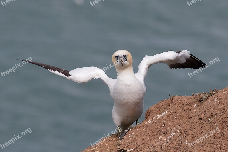 Gannet Wildlife Birdwatching Free Photos