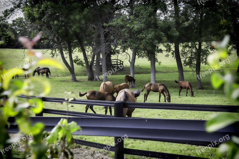 Horse Farm Kentucky Free Photos