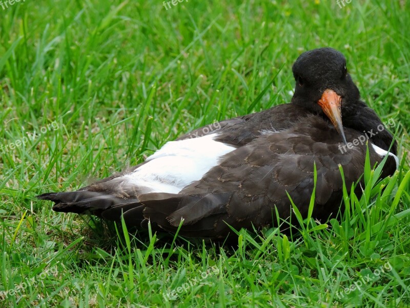 Oystercatcher Watt Bird Wadden Sea North Sea Seevogel