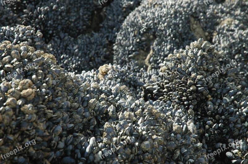 Mussels Ebb Sea Water Coast