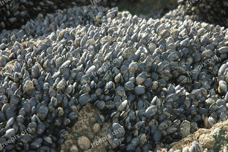 Mussels Rock Coast Sea Brittany