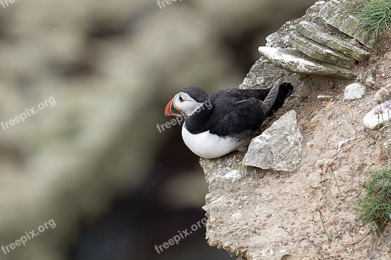 Puffin Wildlife Seabird Free Photos